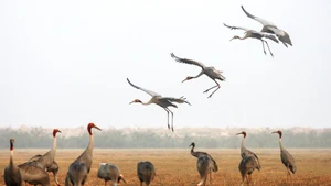 Des grues antigones au Parc national de Tràm Chim. Photo : VNA.