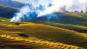 La beauté des rizières en terrasses à Nam Cang pendant la saison du riz mûr