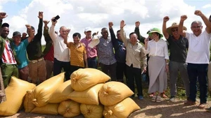 Le projet de coopération Vietnam – Cuba dans le développement de la production de riz pendant la période 2019 – 2023 a permis à Cuba de renforcer son autonomie dans la production de riz. 