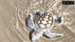 Une tortue de mer albinos. Photo : Six Senses Con Dao