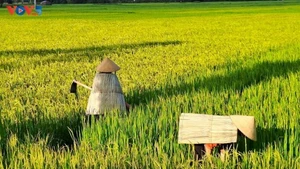 Pour de nombreux paysans, l’ao toi est considéré comme un compagnon face aux rigueurs du climat. Photo : VOV5. 