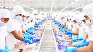 Transformation de pangasius pour l'exportation à la société par actions Vinh Hoan. Photo : THANH NGOC