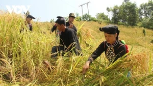 Plus de 10.500 modèles et projets de réduction de la pauvreté ont été mis en œuvre au cours des cinq dernières années. Photo illustrative : VOV.
