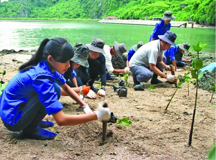 Plantation de mangroves à Quang Ninh (au Nord-Est). Photo: baogiaothong.vn.