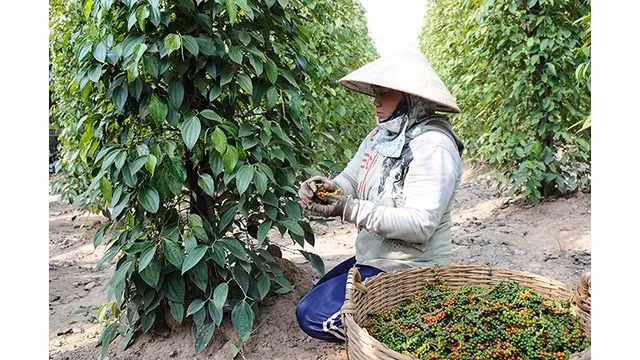 La demande mondiale a augmenté de 1 à 3 % ces dernières années, entraînant une augmentation des prix du poivre. Photo : congthuong.vn