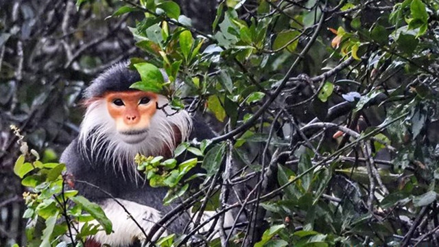Un douc langur (Pygathrix nemaeus). Photo : VNA.