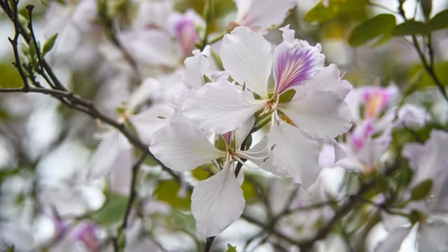 Des fleurs de bauhinia. Photo : vnexpress.net.