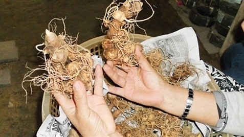 Les ginsengs de Ngoc Linh. Photo: VNA.