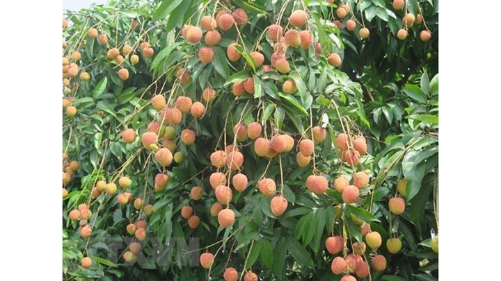 Le litchi "thiêu" de Bac Giang est très prisé sur le marché domestique mais aussi à l'étranger. Photo : VNA.