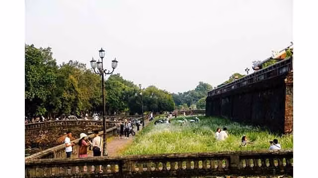 Des fleurs d’imperata cylindrica à la Cité pourpre interdite. Photo : Journal Tô Quôc.