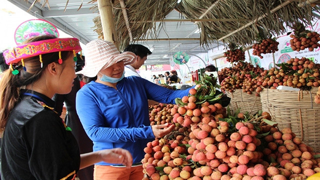 Le litchi du district de Luc Ngan, de la province de Bac Giang. Photo : Journal Bac Giang. 