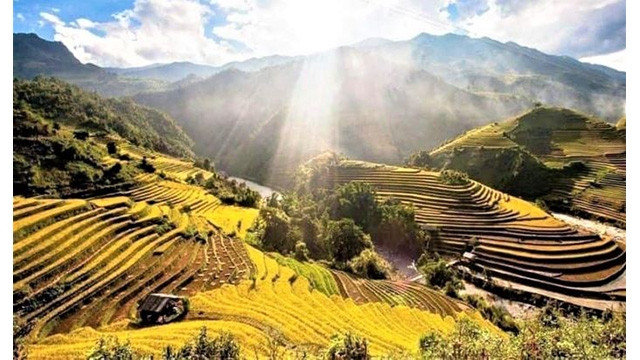La saison du riz mûr de Mù Cang Chai. Photo : Thu Huyên/NDEL.