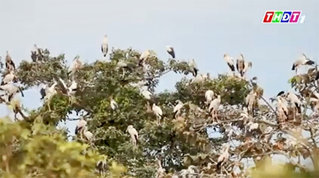 Les becs-ouverts indiens au Parc national de Lò Gò - Xa Mát