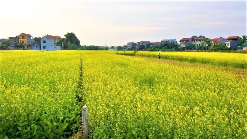 Photo : Minh Huyên/NDEL.