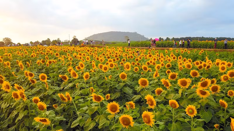 Le champ de tournesol à Nghê An. Photo : https://vnexpress.net/