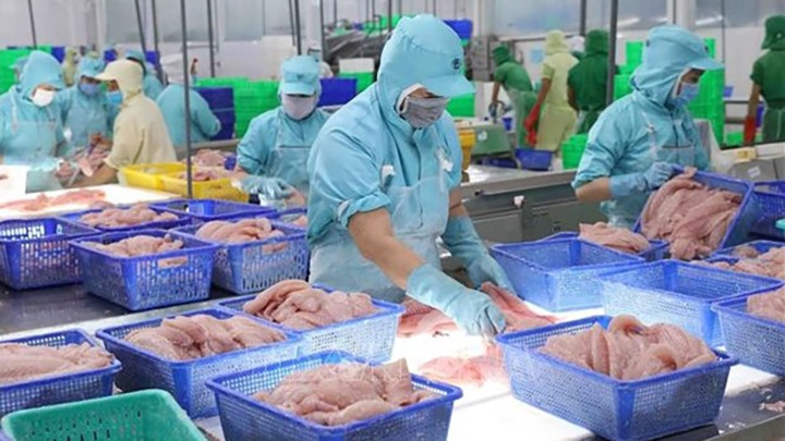 Transformation des pangasius. Photo : VNA.