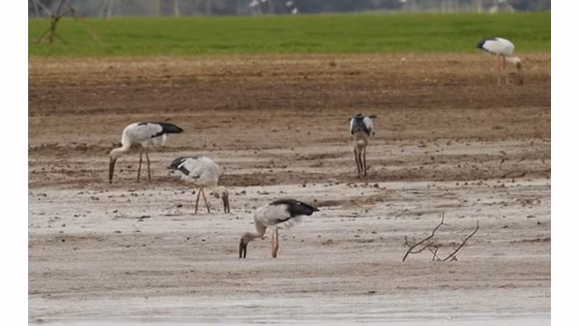 Des tantales indiens sont apparus dans la zone du lac Tri An. Photo: NDEL