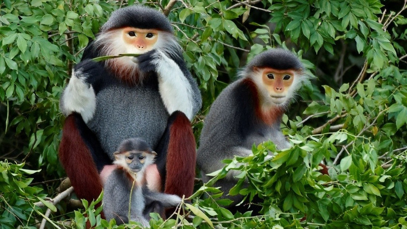 Les doucs à pattes brunes sur la péninsule de Son Tra à Da Nang (au Centre) .Photo: thoidai.com.vn