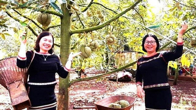 Le district de Krong Pac organisera le premier festival du durian de 2022. Photo : NDEL.