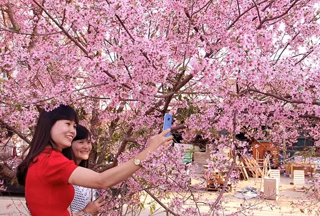 Les fleurs de cerisier à Dà Lat. Photo : NDEL.