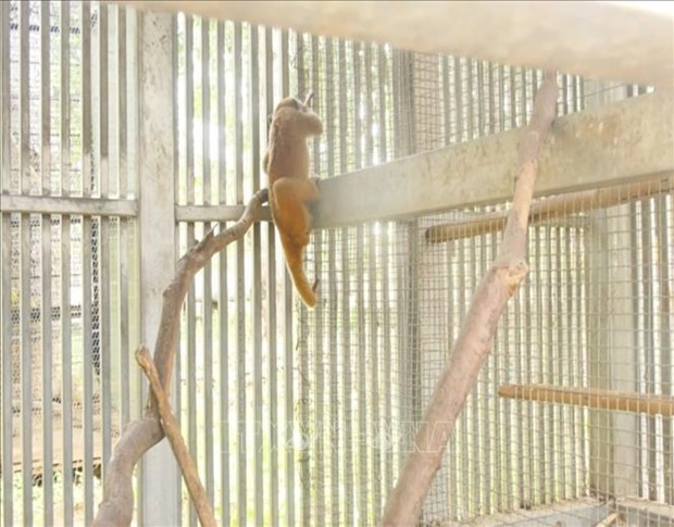 Un loris paresseux pygmée. Photo : VNA.