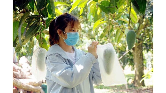 Le Royaume-Uni attache une importance à la coopération agricole avec le Vietnam. Photo : VNA.
