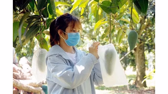 Le Royaume-Uni attache une importance à la coopération agricole avec le Vietnam. Photo : VNA.