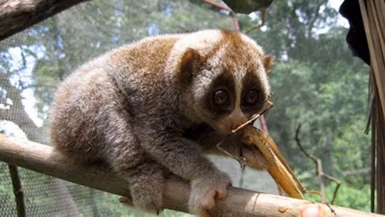 Un loris paresseux pygmée dans la réserve naturelle de Xuân Liên. Photo : VNA.
