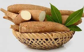 Au cours des 11 premiers mois de 2021, les exportations de manioc vietnamien vers la République de Corée ont représenté de plus de 42 000 tonnes. Photo : nongnghiep.vn