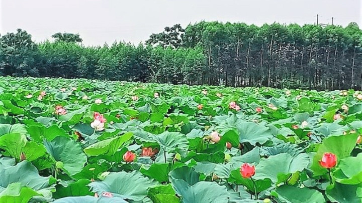 Un lac de lotus dans la province de Bac Ninh.