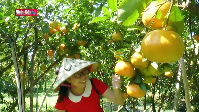 Excursion dans les vergers du district de Lai Vung à Dong Thap