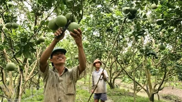Un verger de pamplemousse à peau verte, dans le Sud du Vietnam. Photo: VNP.