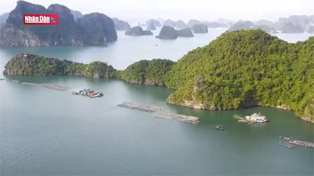 Découverte du village de pêcheurs flottant de Trà Báu dans la baie de Lan Ha
