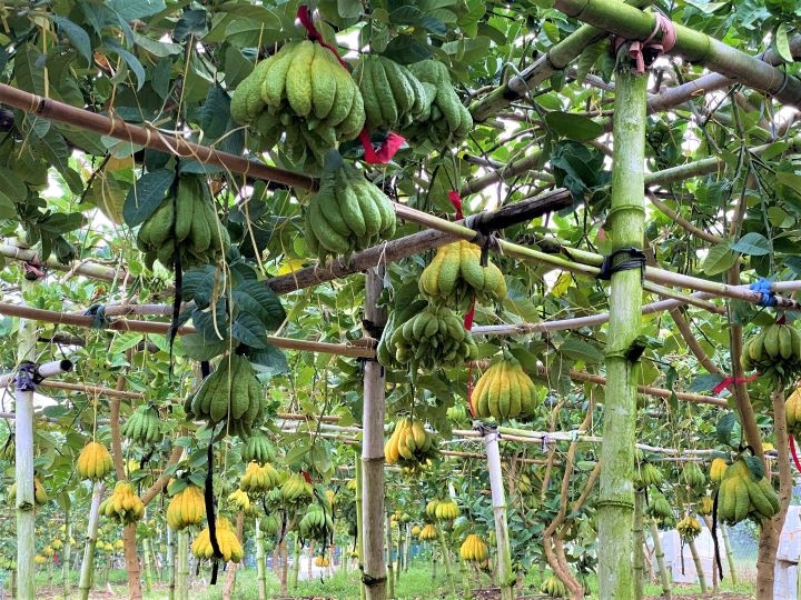 À l’approche du Nouvel An lunaire 2022, les plus belles mains-de-bouddha, sont achetées par de nombreux clients pour être exposées chez eux, sur l’autel ancestral avec le plateau aux cinq fruits. Photo : Minh Huyên/NDEL.