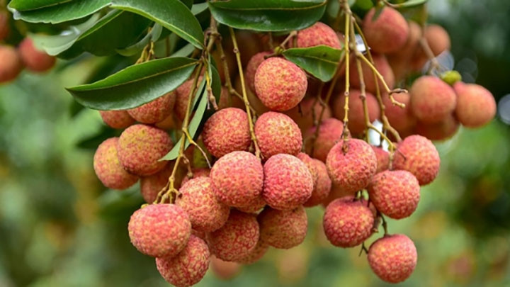 Les litchis représentent une spécialité de la province de Bac Giang. Photo : VietQ/CPV.