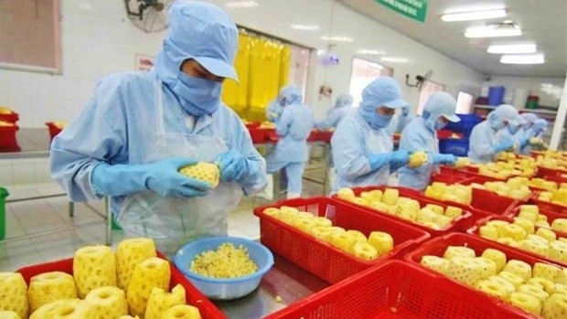L’ananas est un fruit bien connu et se trouve souvent au rayon des produits frais des supermarchés. Photo : VNA.