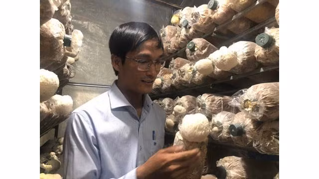 Nguyên Minh Thuân, propriétaire de la ferme des champignons crinière de lion à Dà Lat (province de Lâm Dông, dans les Hauts Plateaux du Centre du Vietnam). Photo : TT/CVN.