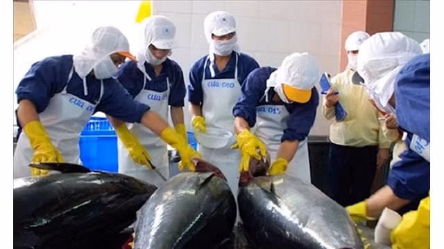 Les exportations de thon pourraient atteindre plus d’un milliard de dollars en 2022. Photo : vneconomy.vn