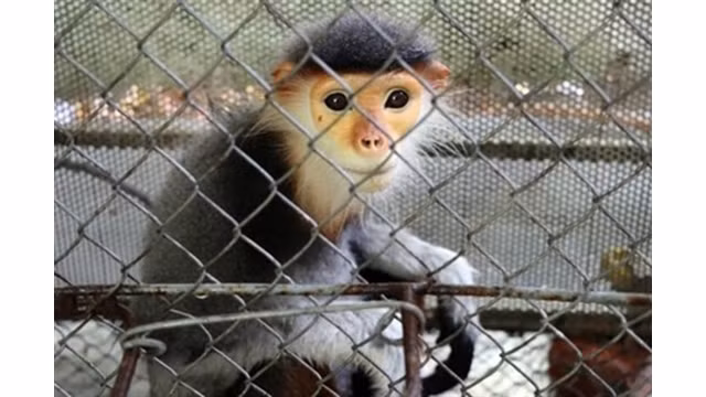 Le douc relâché dans la nature le 5 mai. Photo : VNA.
