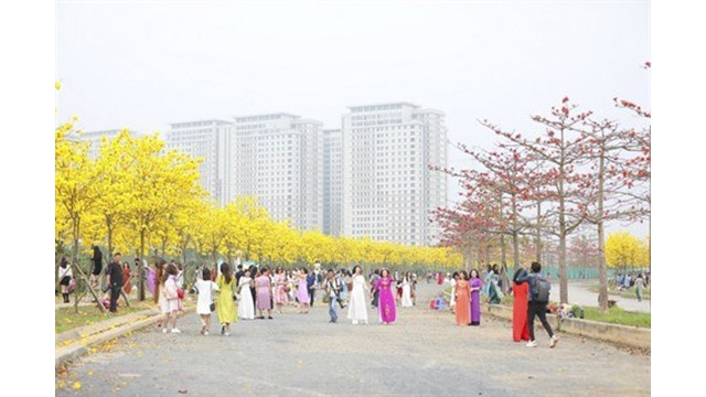 Une rue de phong linh et de kapokier en floraison à Park City, à Hanoï.