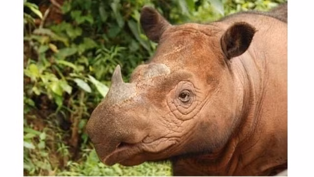 Le Vietnam veille à l’exécution de la loi sur la protection des animaux sauvages.
