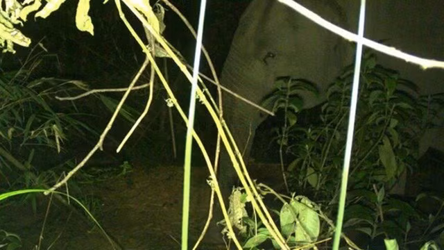 Image d'une éléphante femelle adulte photographiée dans le parc national de Vu Quang. Photo : dantri.