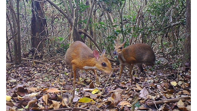 Le chevrotain à dos argenté figure dans la liste des 25 espèces perdues « les plus recherchées » dressée par l’Organisation mondiale de protection des animaux sauvages (GWC). The Guardian