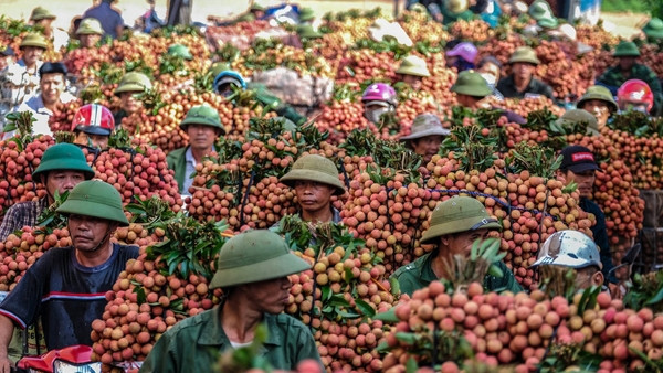 La saison des récoltes des litchis bat son plein au Vietnam. Photo : tuoitre