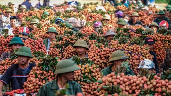 La saison des récoltes des litchis bat son plein au Vietnam. Photo : tuoitre