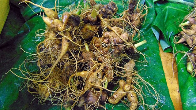 Le ginseng de Ngoc Linh s'est vendu à des dizaines à des centaines de millions de dôngs chacun. Photo : NDEL.
