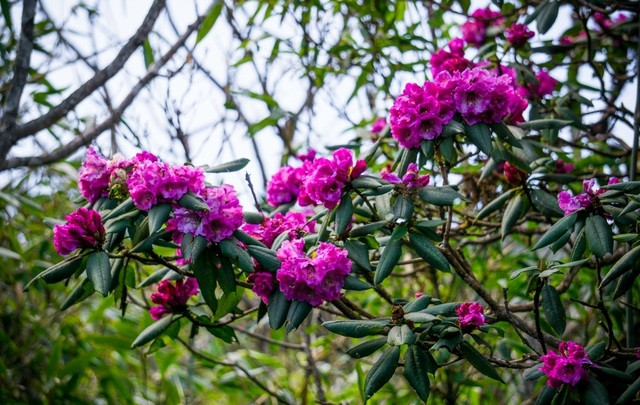 La belle forêt de fleurs d’azalées pourpres de l’Ouest du Vietnam. Photo : baoquocte.vn