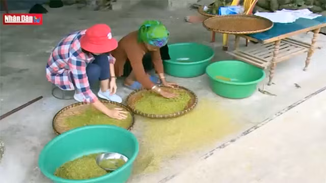 « Côm » de Tú Lê, spécialité de la région du Nord-Ouest du Vietnam
