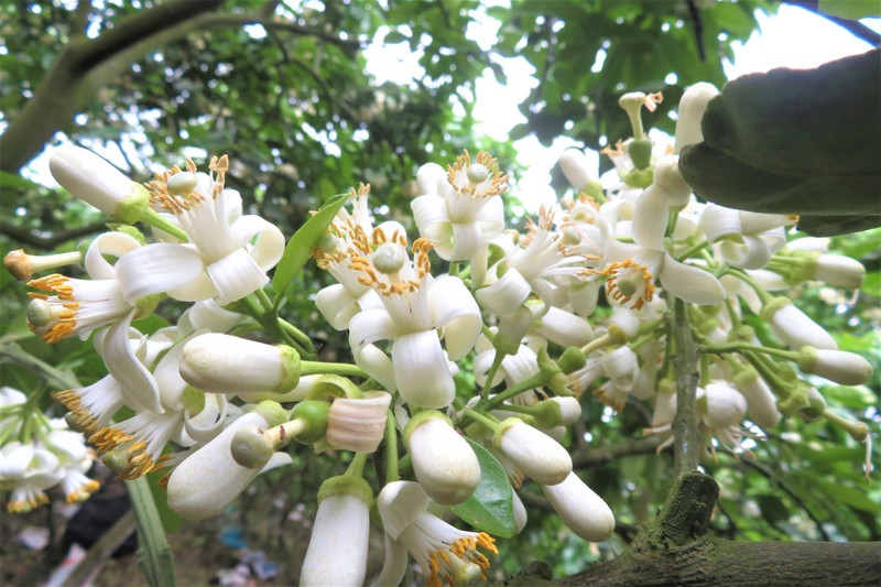 Photo : Hoài Thu/NDEL.