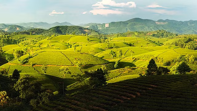 Des collines de théiers de Long Côc au district de Tân Son dans la province de Phu Tho. Photo: nhandan.com.vn
